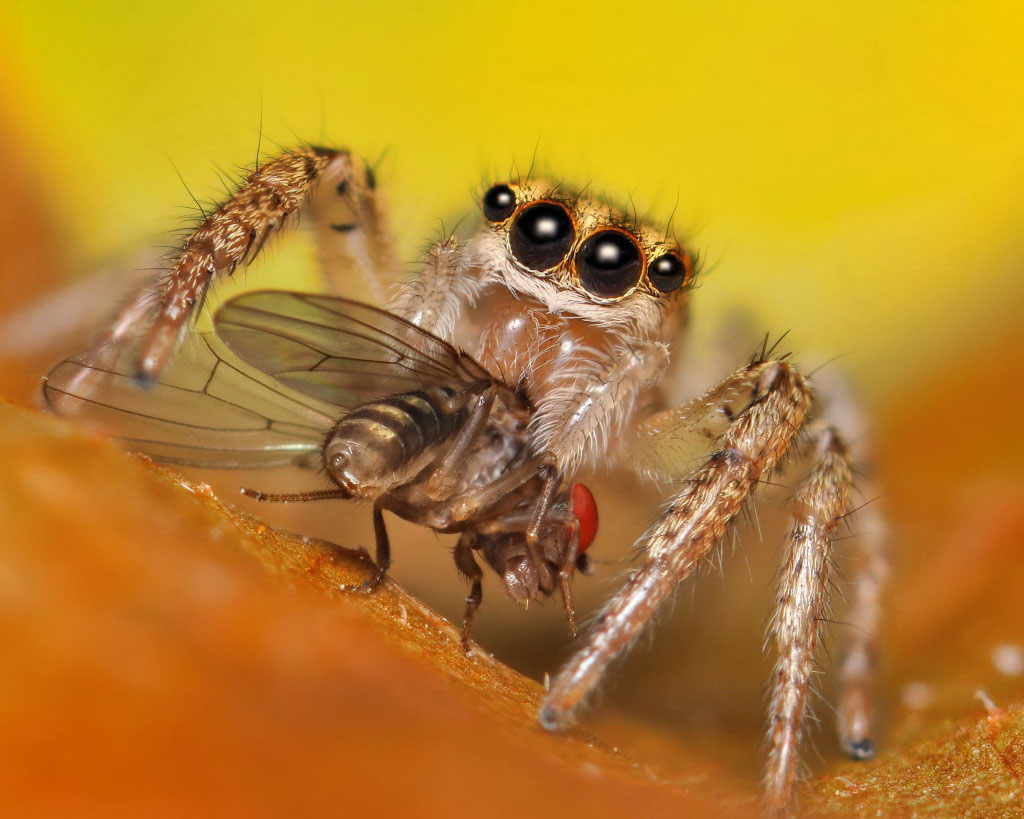 sont des insectes araignées, araignée sauteuse