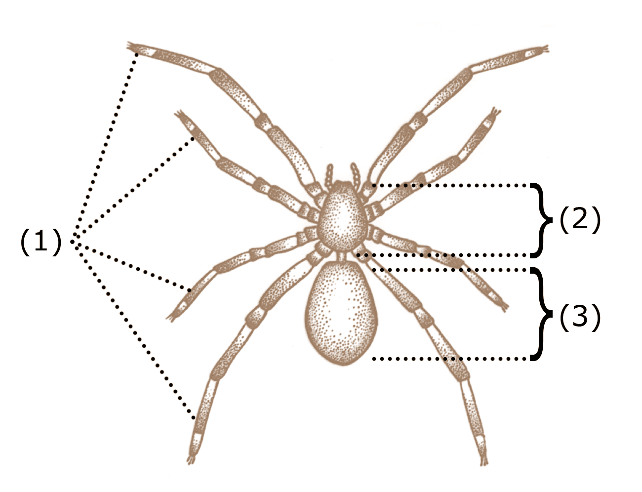 Les araignées sont-elles des insectes, Anatomie de l'araignée