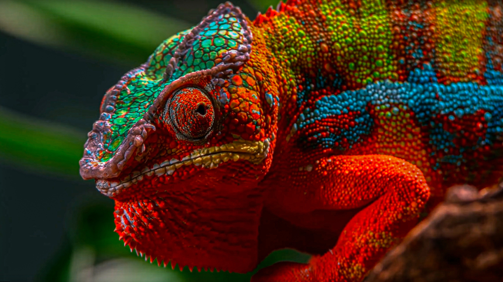 les caméléons sont-ils des reptiles