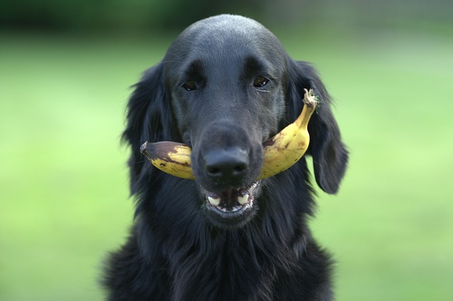 chien mange banane