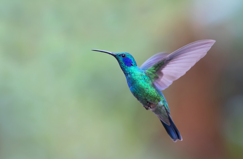 colibri