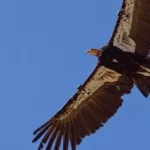 Les condors de Californie peuvent-ils survivre à la grippe aviaire ?