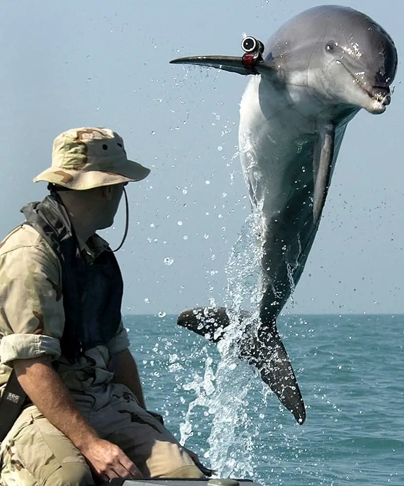 Un dauphin avec un dispositif sur sa nageoire sautant hors de l'eau par un homme en camouflage.