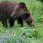 Les grizzlis sont sur le point de perdre les protections fédérales