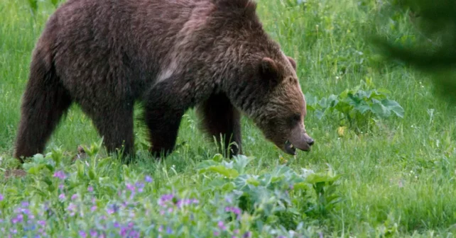 Un grizzli grignote le feuillage d'été derrière un patch de fleurs près de Beaver Lake dans le Parc National de Yellowstone