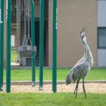 Les grues du Canada se déplacent vers les villes et adoptent des modes de vie urbains