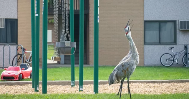 Grues du Canada