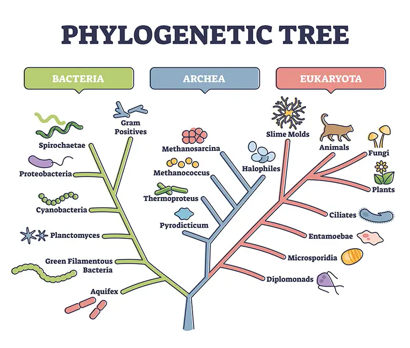 Arbre de vie phylogénétique