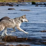 Les loups ont des personnalités qui ont un impact sur leur écosystème