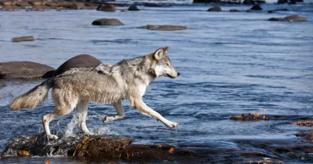 L'automne au Minnesota.  Un loup des bois courant dans l'eau.