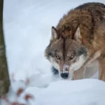 Les loups peuvent-ils aider à chasser la maladie ?