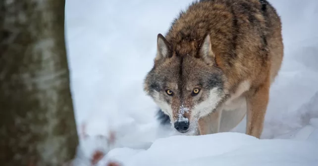 Image d'un loup accroupi attentivement dans la neige derrière un arbre.