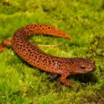 Les maladies fongiques constituent une menace imminente pour les salamandres