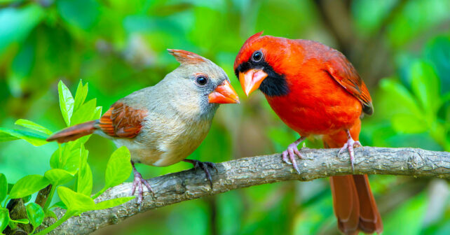 Les oiseaux construisent-ils un nouveau nid à chaque année