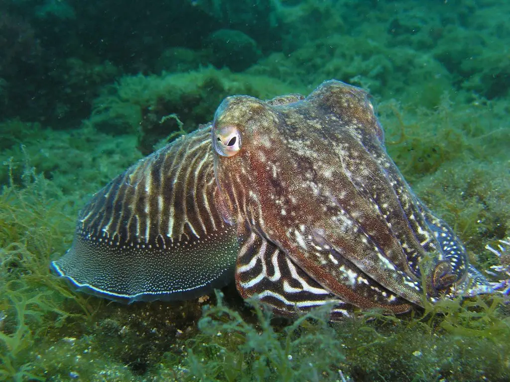 Céphalopode face caméra sur fond d'algues