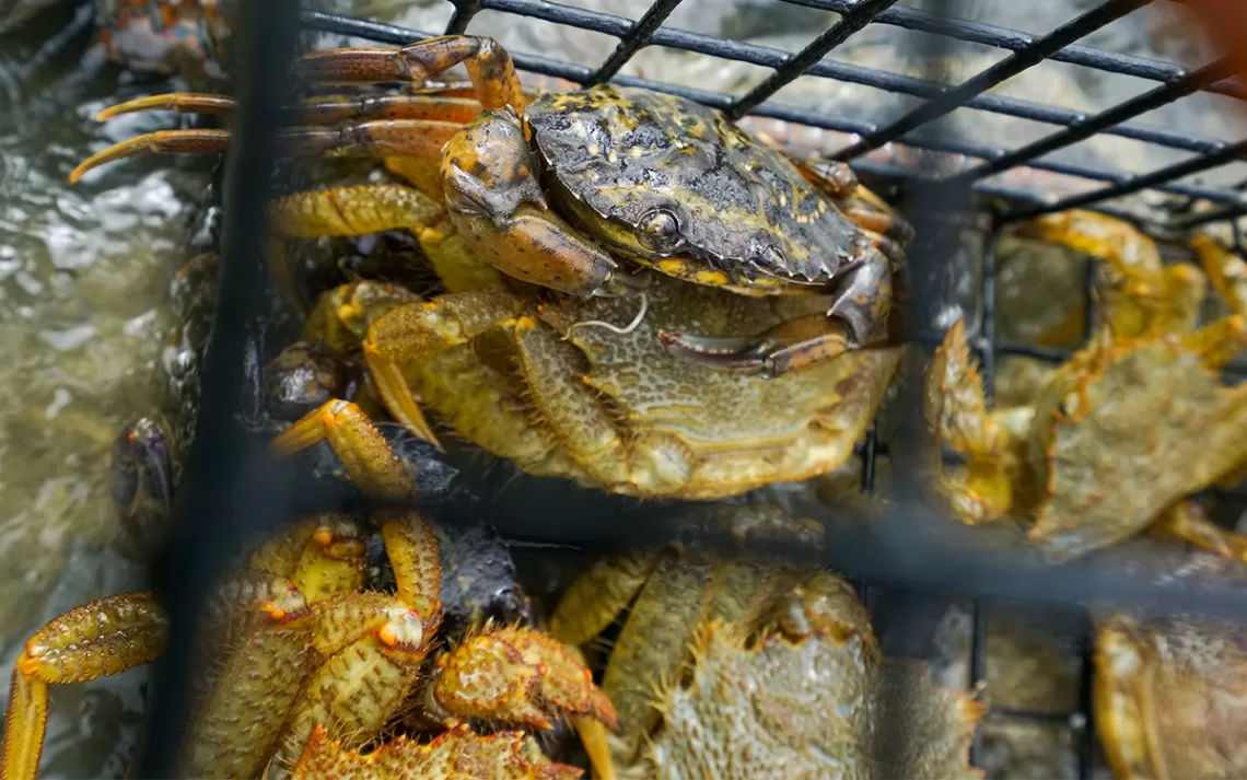Un crabe vert européen envahissant se trouve dans un piège Lummi entouré de crabe casque poilu indigène.