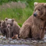 Les pratiques de chasse barbares seront interdites dans les réserves nationales de l’Alaska