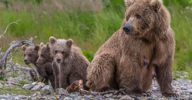 Mère ours brun avec deux oursons le long des rives d'un ruisseau