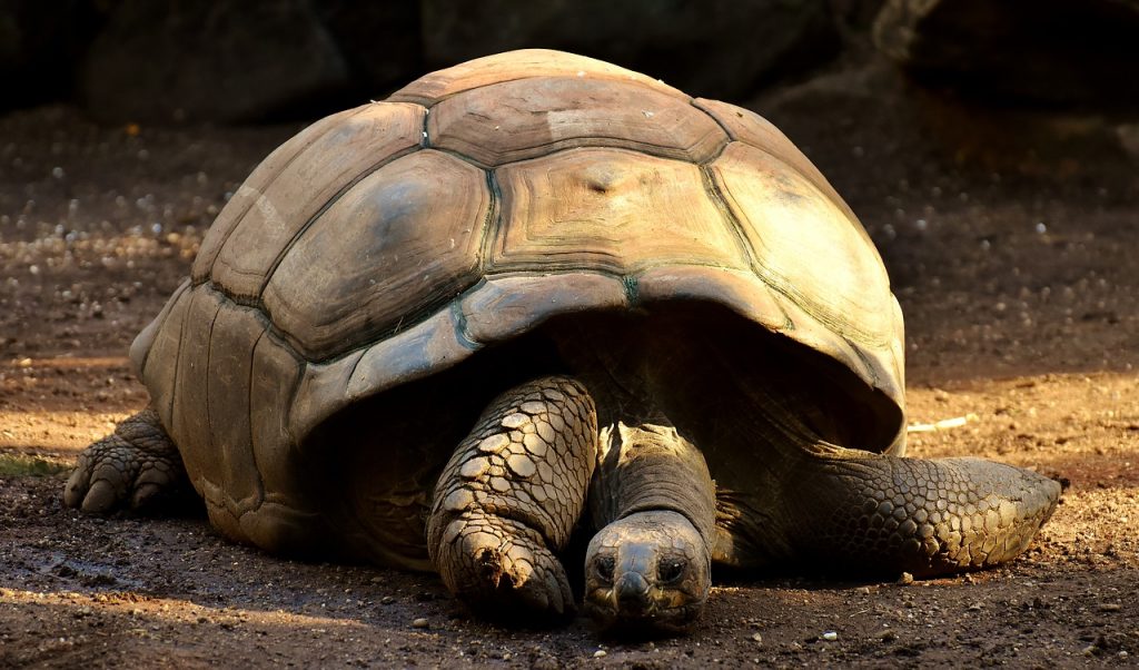 tortue des galapagos