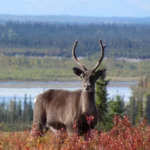 L’un des plus grands troupeaux de caribous d’Alaska est en voie d’extinction