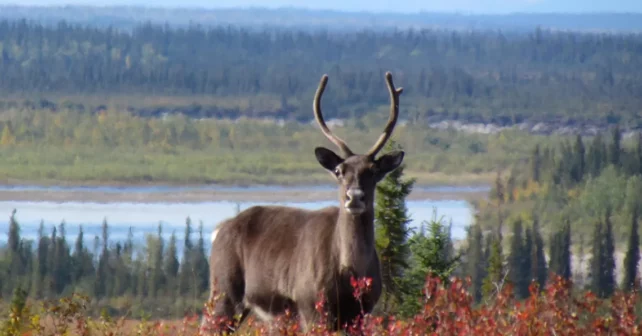 Caribou