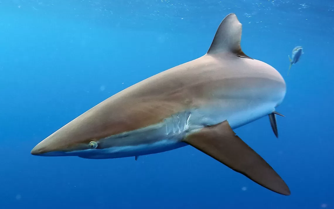 Requin soyeux, ou Carcharhinus falciformes nageant dans une mer d'un bleu profond