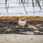 Odeur d’œuf pourri au paradis