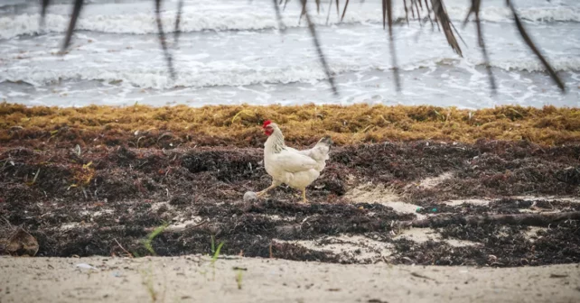 Parfois, tout dépend d'une photo sans brouette, mais certainement d'un poulet blanc passant devant des tas d'algues sargasses sur une plage du Belize.