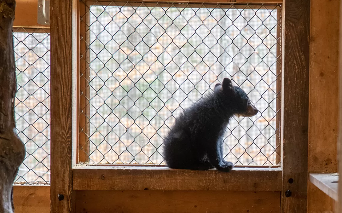 Un ourson est assis dans une enceinte grillagée au Kilham Bear Center à Lyme, New Hampshire