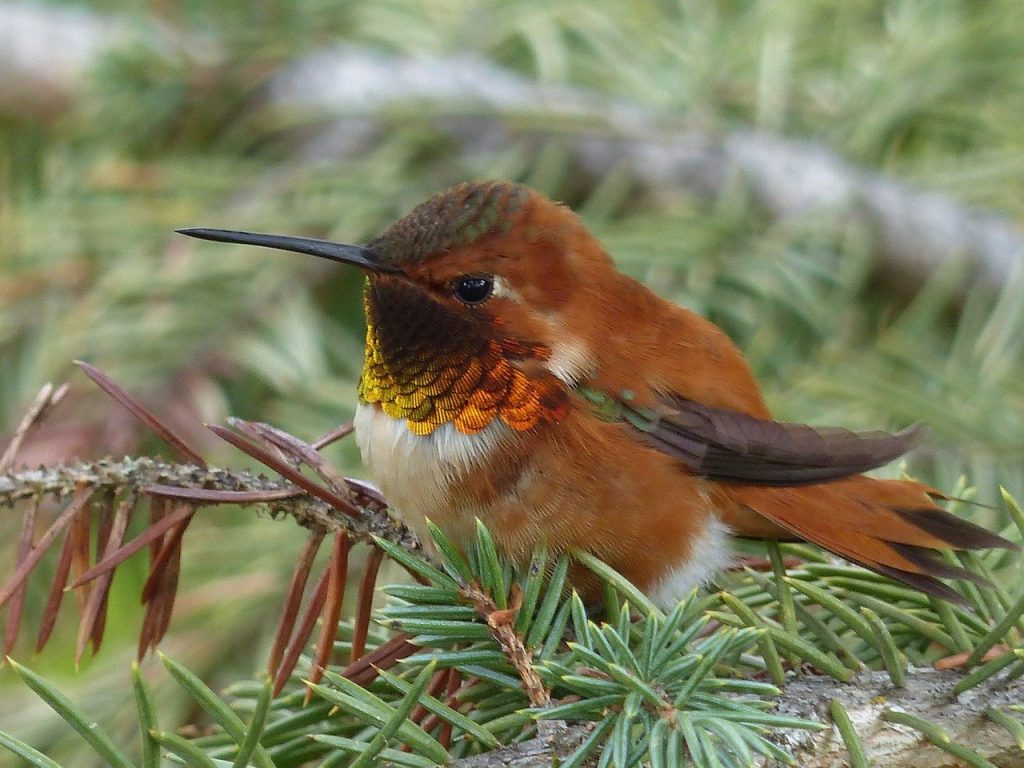 Recette de nectar pour attirer les colibris