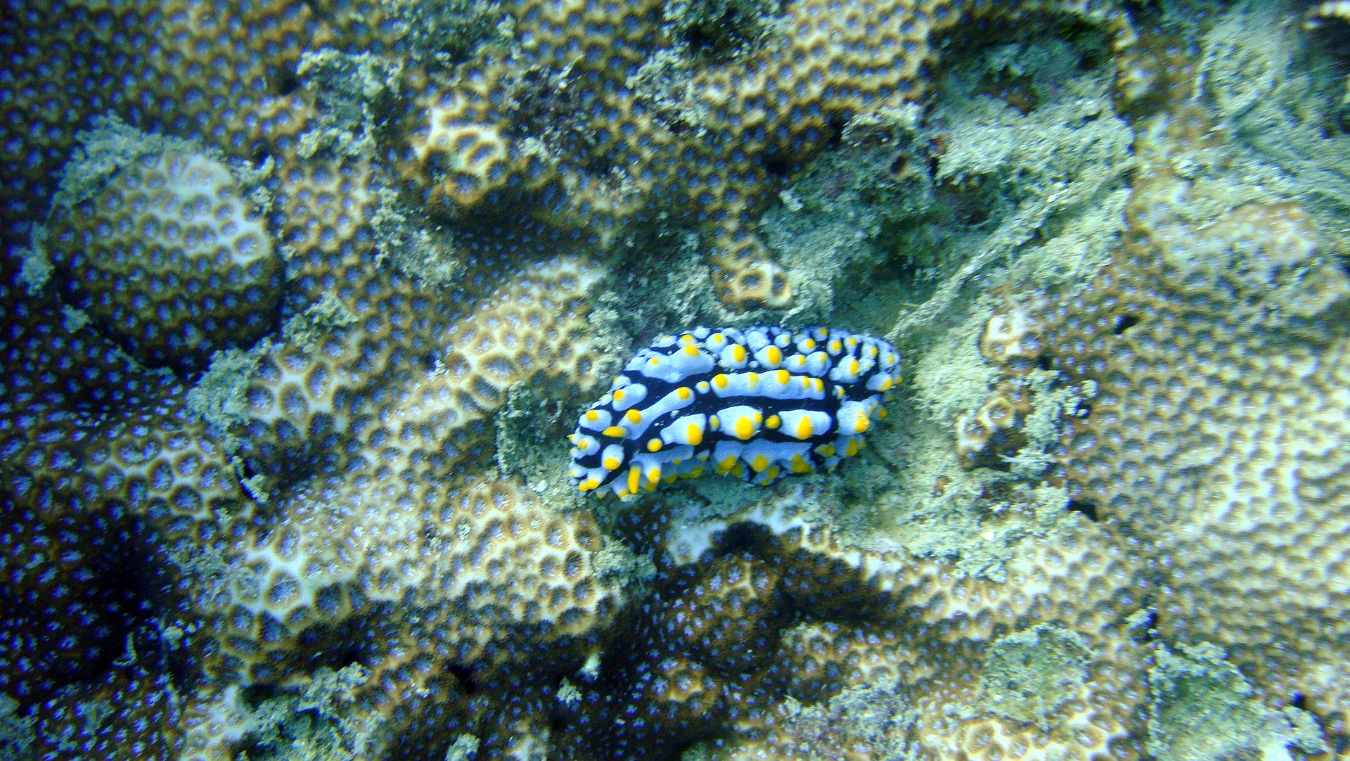 Nudibranche