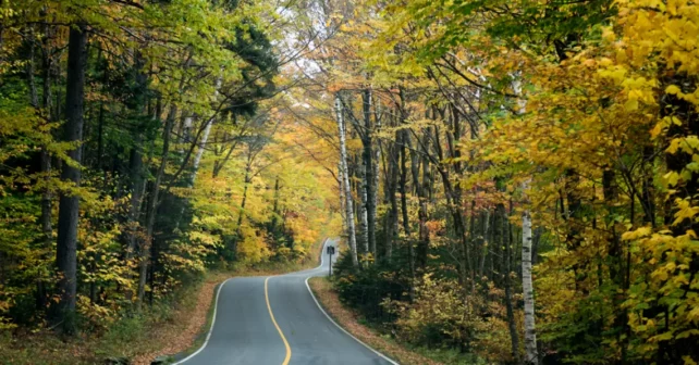 Route pavée grise sinueuse atteignant une forêt brillante de feuilles rouges et vertes.