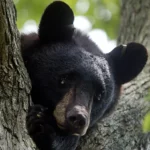 Pourquoi le New Jersey prévoit-il de tuer 20 % des ours étiquetés cette semaine ?