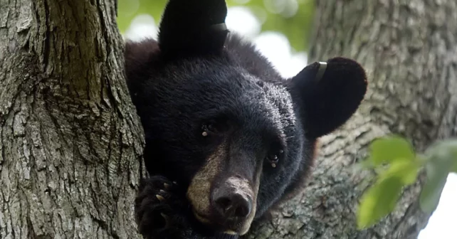 Un ours noir est assis dans un arbre derrière une maison à Hamilton Township, NJ