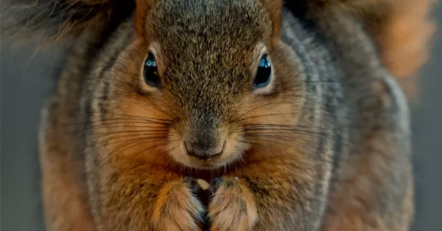 Gros plan d'un écureuil brun regardant fixement la caméra avec sa queue touffue au-dessus.