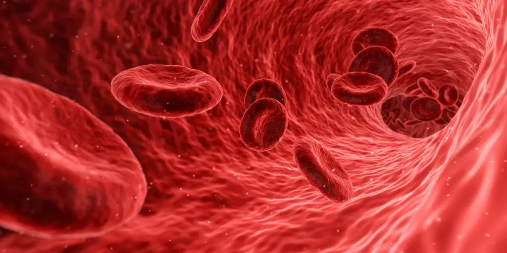 globules rouges paludisme