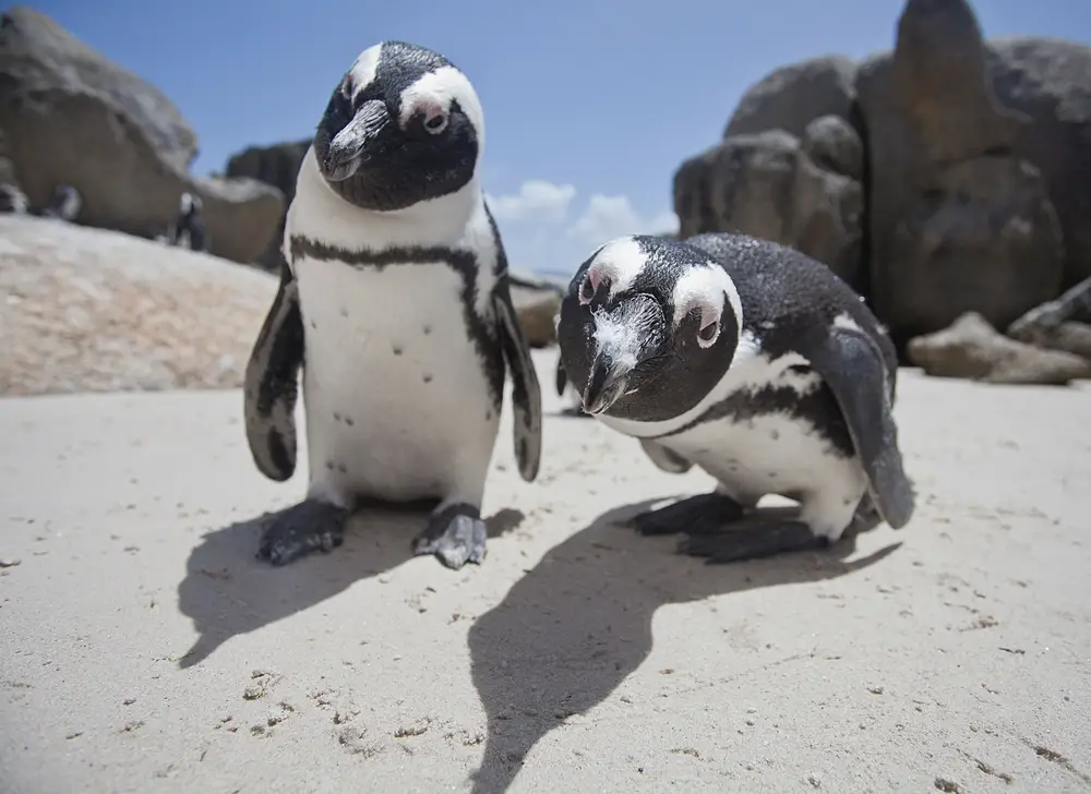 Pingouins africains