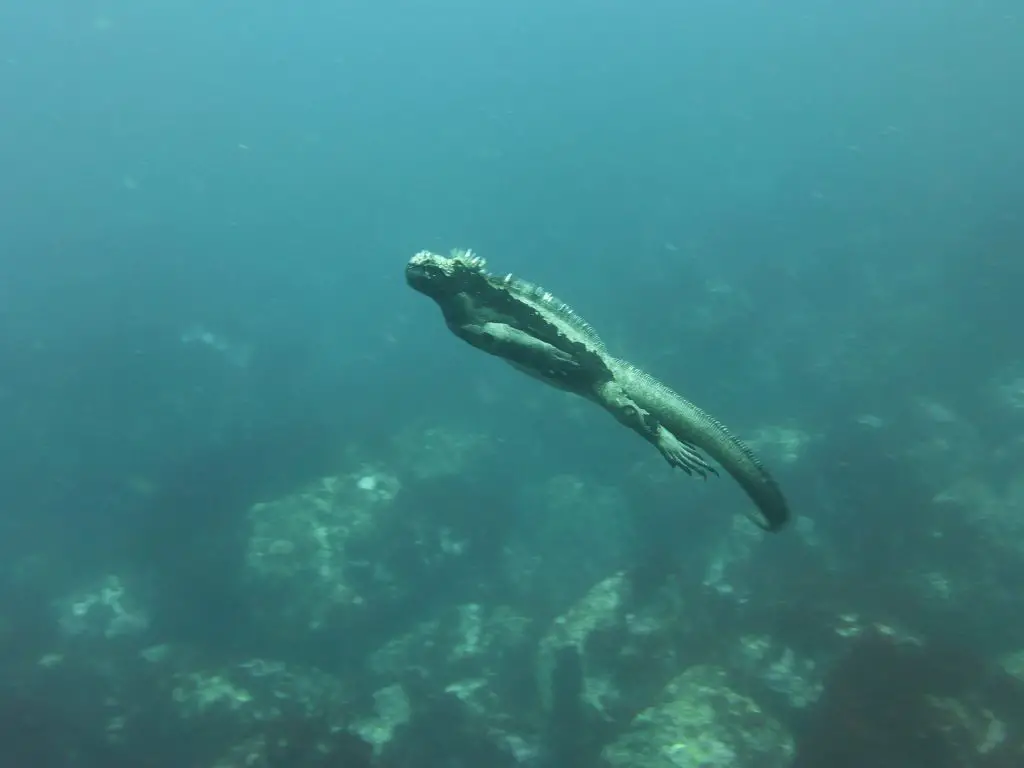 Cet iguane marin nage sous l'eau tête haute.