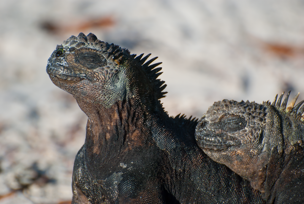 Deux iguanes marins les yeux fermés