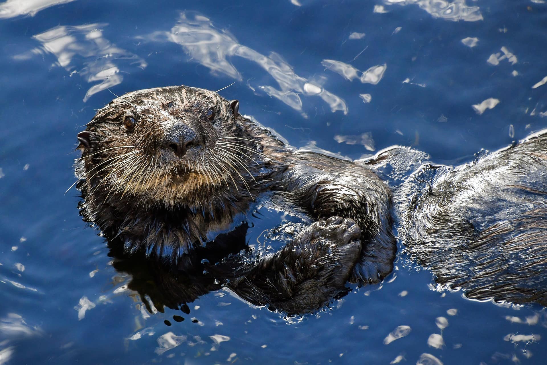 Une loutre de mer flottant sur le dos regardant la caméra.