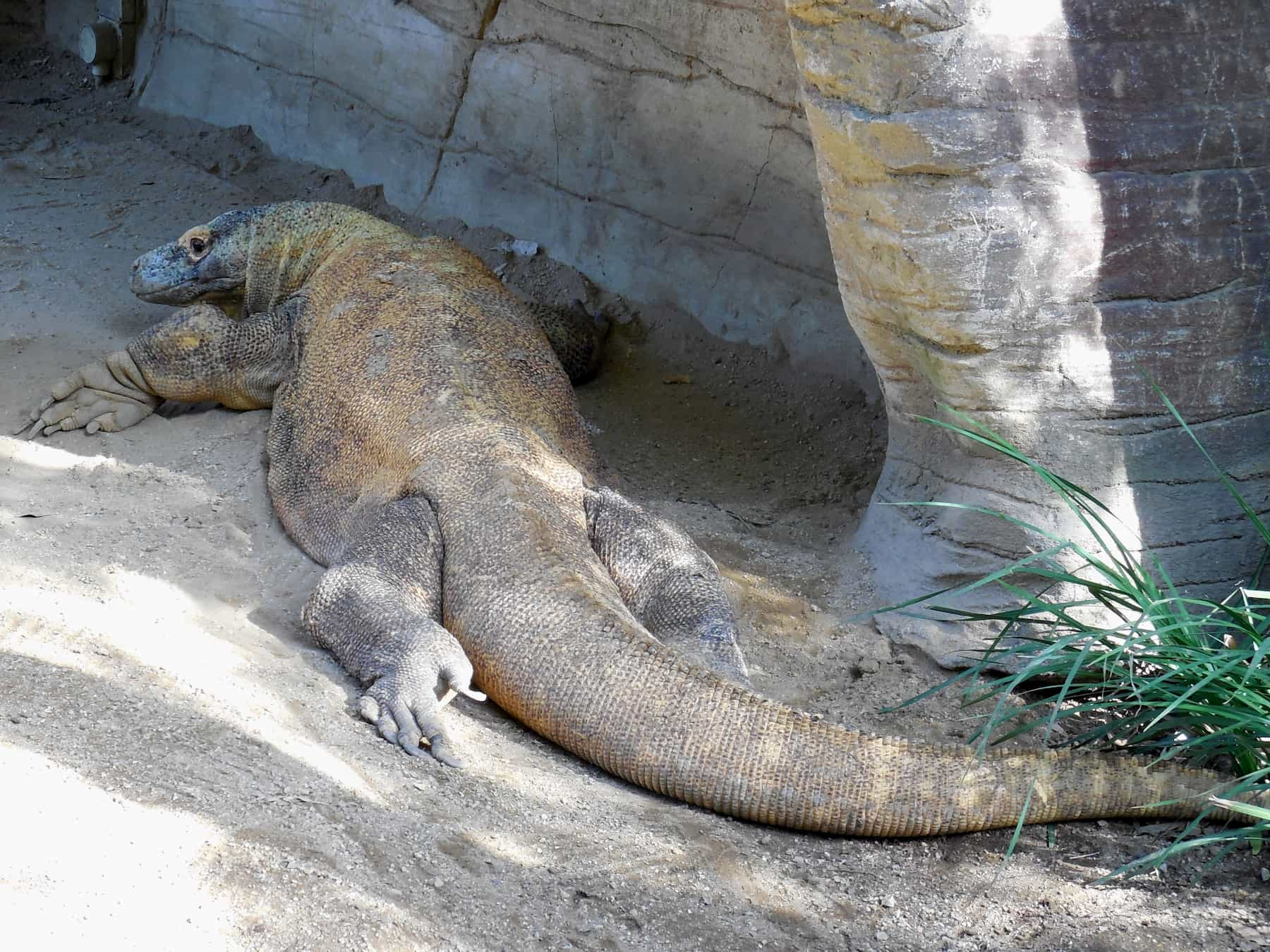 Un dragon de Komodo dans le sable avec tout le corps en vue.