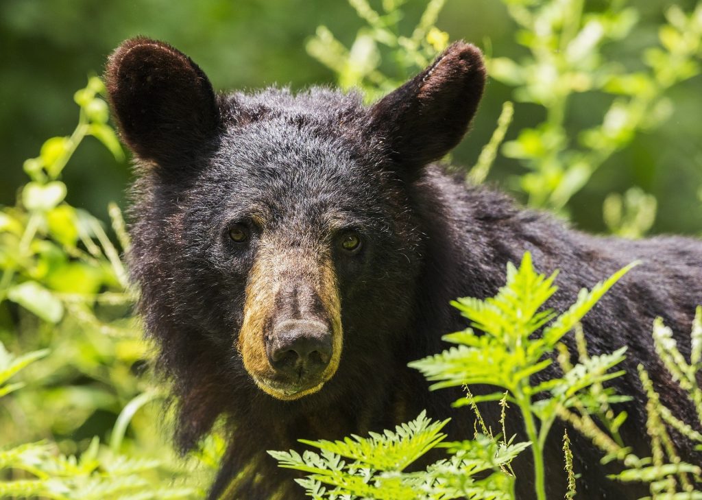 Ours noir derrière les fougères regardant la caméra