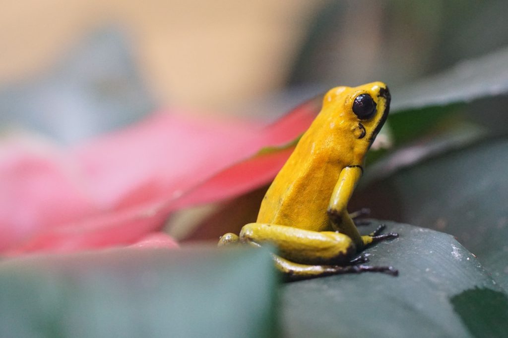 grenouille dard empoisonnée dorée