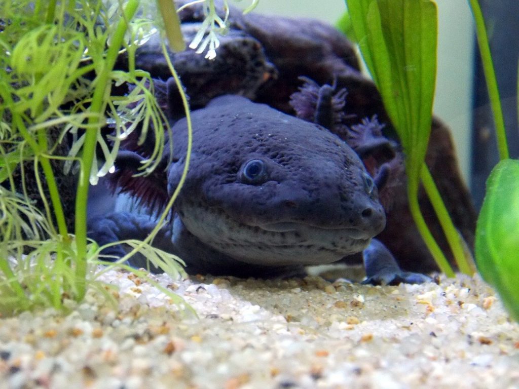 bleu axolotl