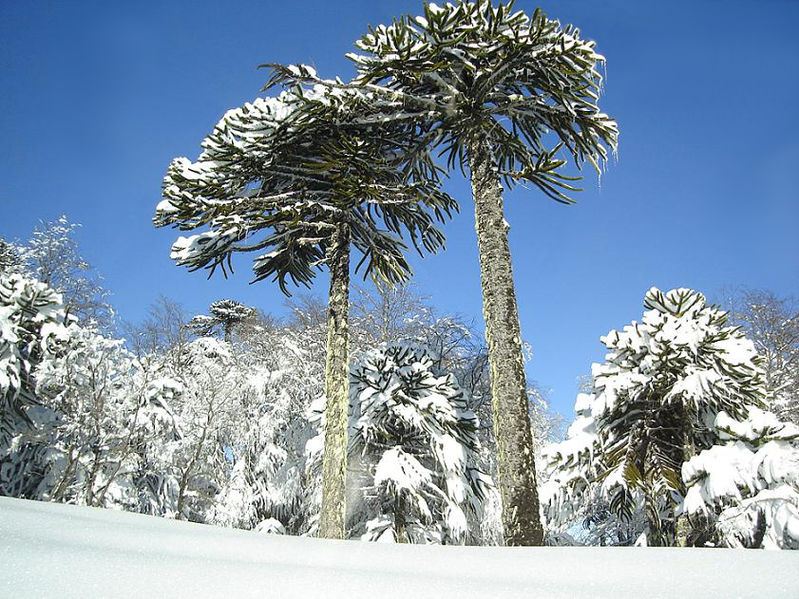 Arbres de puzzle de singe dans une tempête hivernale