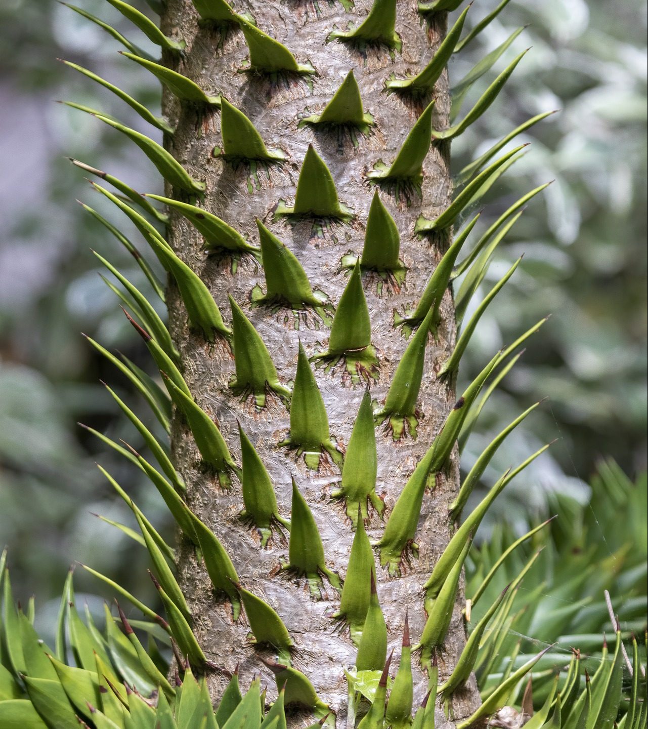 Monkey Puzzle Pointes d'arbres