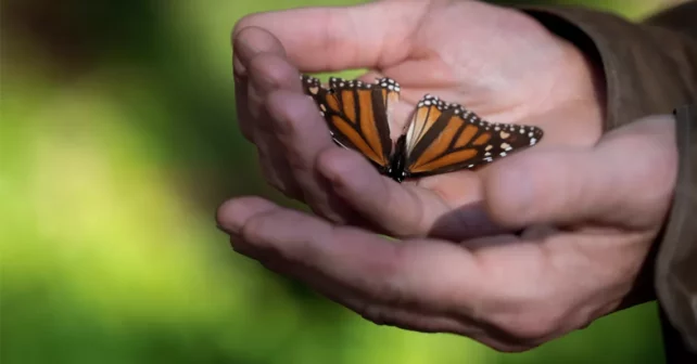 Gros plan des mains d'Ole Schell tenant un papillon monarque mort.