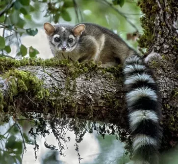 Un ringtail gris et noir est assis sur une branche d'arbre moussu avec sa queue pendante.