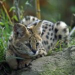 Savannah Cats vs Servals : Ce ne sont pas les mêmes !