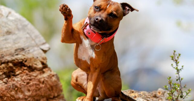 Nourriture hypoallergénique pour chiens : les bienfaits des protéines d'insectes